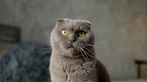 Ubat Selsema Kucing Arnab Anjing Oral Flu Syrup Cat Dog Rabbit Herbs