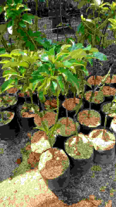 Bibit Alpukat Kondisi Berbunga