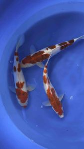 Japan Goromo 25cm from Tani Farm 688 per koi