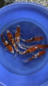 Japan Sanke 35-38cm from Sakai Farm  688 per koi