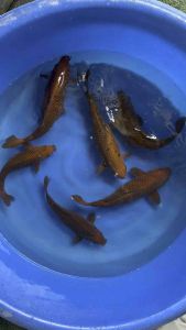 Japan brown chagoi 35cm from Marusei Farm  580 per koi offer now ! ( original price 699 per koi )