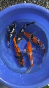 Japan Kohaku  Hi Utsuri & Shiro Utsuri 38-45cm from Momotaro Farm  RM1288 per koi