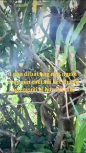 2kg mật khoái nguyên tổ