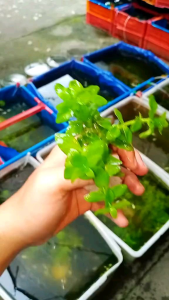 Aquarium Plants for Your Aquarium - Vibrant Greenery to Enhance Your Fish Tank Environment