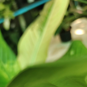 เศรษฐีวินสันด่าง เศรษฐีวิลสันด่าง ไม้มงคล ไม้ฟอกอากาศ สวยมาก ส่งพร้อมกระถาง 11 นิ้ว สูง 100 ซม.ต้นตามภาพที่เห็นเลยค่ะ