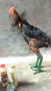 Paket Perawatan Fisik Ayam Aduan Arak Gosok Kemin Badan Kemin Getah Gambir Hijau Ayam Adu Siap Tarung.