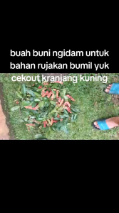 Buah buni ngidam harga tuk 200 grm