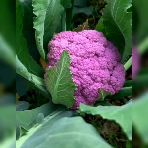 25 BIJI BENIH BROKOLI UNGU | PURPLE BROCCOLI