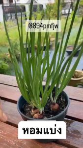 { "เมล็ดพันธุ์หอมแบ่ง 500++ ปลูกง่ายโต ไวใบดก