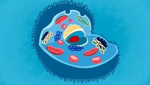 Super Size Oil 50 ml Singapore is an Organic Health Supplement for Men Health