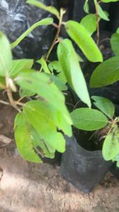 โลดทะนงแดง พร้อมปลูกในถึงดำ