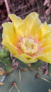 โอพันเทีย Opuntia tuna กระบองเพชรหนามโหด ตัดสดขนาด 25-30 CM ใบละใบสีฟ้าเงาสวยมากๆ ส่งเป็นใบตัดสด มีทั้งใบเดี๋ยวและหูกระต่าย