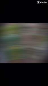 Ống hít mũi ZUGE ZUGE V2 mát lạnh hương bạc hà và thảo mộc - Giảm nghẹt mũi cảm giác the mát dễ chịu