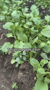 paket combo biji benih lobak daun unggul>banyak pilihan