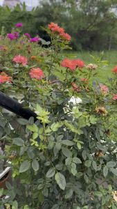 200g/1Kg Ortran DX granules Insecticide เม็ดโรยกำจัดแมลง ทั้งบนต้นและในดิน! สำหรับดอกไม้และพืชผัก