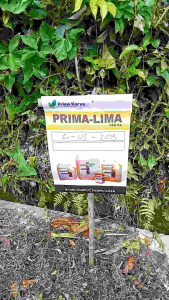 Obat Rumput Herbisida sistemik Prima Lima 555 sl botol 1 Liter