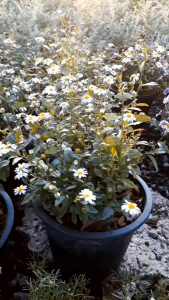 มาร์กาเร็ตบอเนียว กระถาง 11 นิ้ว ต้นสวยและแข็งแรง (กทม)