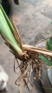 #ต้นสาคูด่าง ต้มไม้มงคลปี2025 👉 👉จัดส่งแบบเหง้าพันธุ์  จำนวน 3 เหง้า 100 บาท