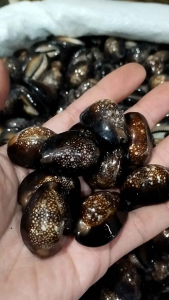 Kerang Kuwuk Buli Hitam & Katak Asli 100 Gram
