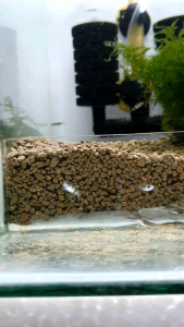 Clown Killifish /Ornamental fish/Freshwater/Readystock