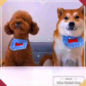 Zhouji Roupa Steak Pet Dog Food Treats  Snack 拙极主食全价无谷肉排风干犬粮 全价无谷肉排 鸡肉牛肉成幼犬成犬营养狗粮