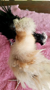 ไข่เชื้อไก่โปแลนด์ คละสี Poland Chicken Eggs ชุด 2 ฟอง แถมฟรี 1 ฟอง 150฿