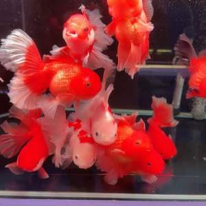 🔥CKH Aquatic🔥 Goldfish Oranda Butterfly Tail China 金鱼百褶尾