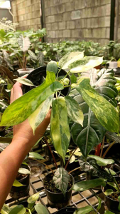 ต้นก้ามกุ้งด่าง Philodendron Florida Beauty  1 ต้น กระถาง4" ร้านค้าเลือกต้นให้