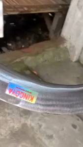 Alat pertanian/Egrek Kingoya original