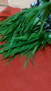 Tanaman hias airis bunga kuning