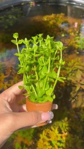 เกล็ดปลา(พร้อมกระถาง)