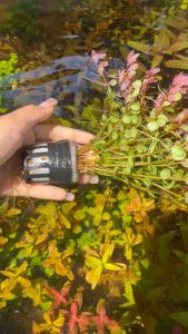 เกล็ดหอยชมพู(แบบพอสดำ)