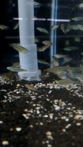 Sparkling Gourami/Ornamental fish/Freshwater/Readystock