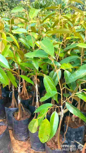 ต้นกล้า 3 ต้นทุเรียนเสริมราก กิ่งกระโด่ง ต่อยอด ต้นทุเรียนหมอนทอง3 ราก ต้นทุเรียนราคา