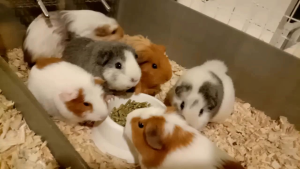 Cavy-VC Guinea Pig Pellet/Guinea pig food