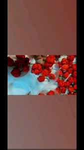 CAROLINA REAPER BUNGA/PODS WITH SEEDS