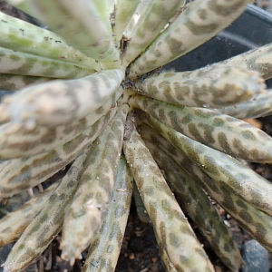 ต้นเศรษฐีพันล้าน คาสัน