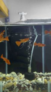 🔥HOT🔥 Albino Koi Red Ear LONG Ear Ribbon 🇻🇳 Guppy Fish (PREMIUM TOP GRADE)