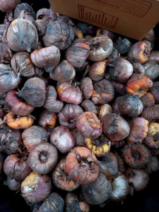 หัวดอกแกลดิโอลัส คละสี 20หัว ปลูกได้ทุกฤดู หัวแท้100%