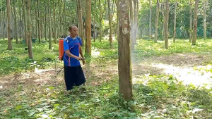 ชุด5ปอเป็นสินค้าจัดชุดใช้กับยางพาราช่วยในการฟื้นฟูต้นยางเปลือกนิ่มกรีดง่ายน้ำยางไหลเร็วไหลดีน้ำยางเข้มข้นเพิ่มประสิทธิภาพน้ำยางแก้ปัญหายางพาราได้ดีมาก