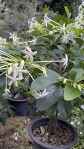 ต้นพุดบุญรักษา ไม้มงคล ดอกสีขาวหอมมาก ออกดอดตลอดปี