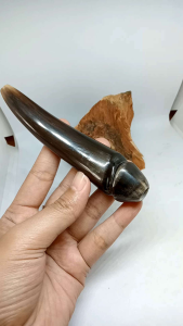 padutan pipa once tanduk kerbau model unik h143