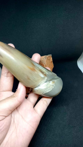 once pipa rokok tanduk kerbau bule model unik h145