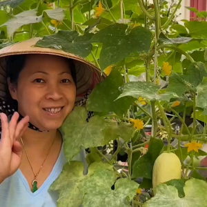 Biji/Benih Cabe Rawit Prentul Klaster