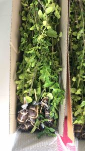 สนใจ1-9กิ่ง กิ่งมะกรูด หนามน้อย ปลูกง่าย โตไว ตัดใบ ไว้ผลได้ ไม่กลายพันธุ์