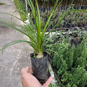 แซ่ม้าหรือหัวโตNolina recurvataถุง2นิ้ว หัวขนาด1.5-2.5ซ.ม