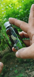 Baylan Gayuma Oil Charms and Protection Oil Blessing. Clear glass bottle with silver cap. Contains colorful stones and roots in green liquid. Forest background.