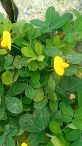 Promo 700Pcs Benih Arachis Pintoi stek tabur bibit Tabur Aracis pintoy kacang hias