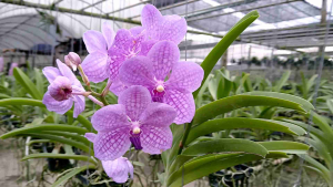 ฟ้ามุ่ยx แซนเดอเลียน่า ลูกผสมฟ้ามุ่ย แวนด้าvanda