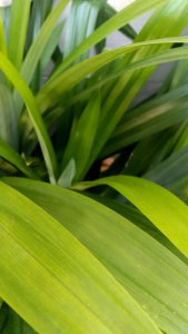 Daun pandan wangi 1 ikat segar diambil dadakan dari perkebunan